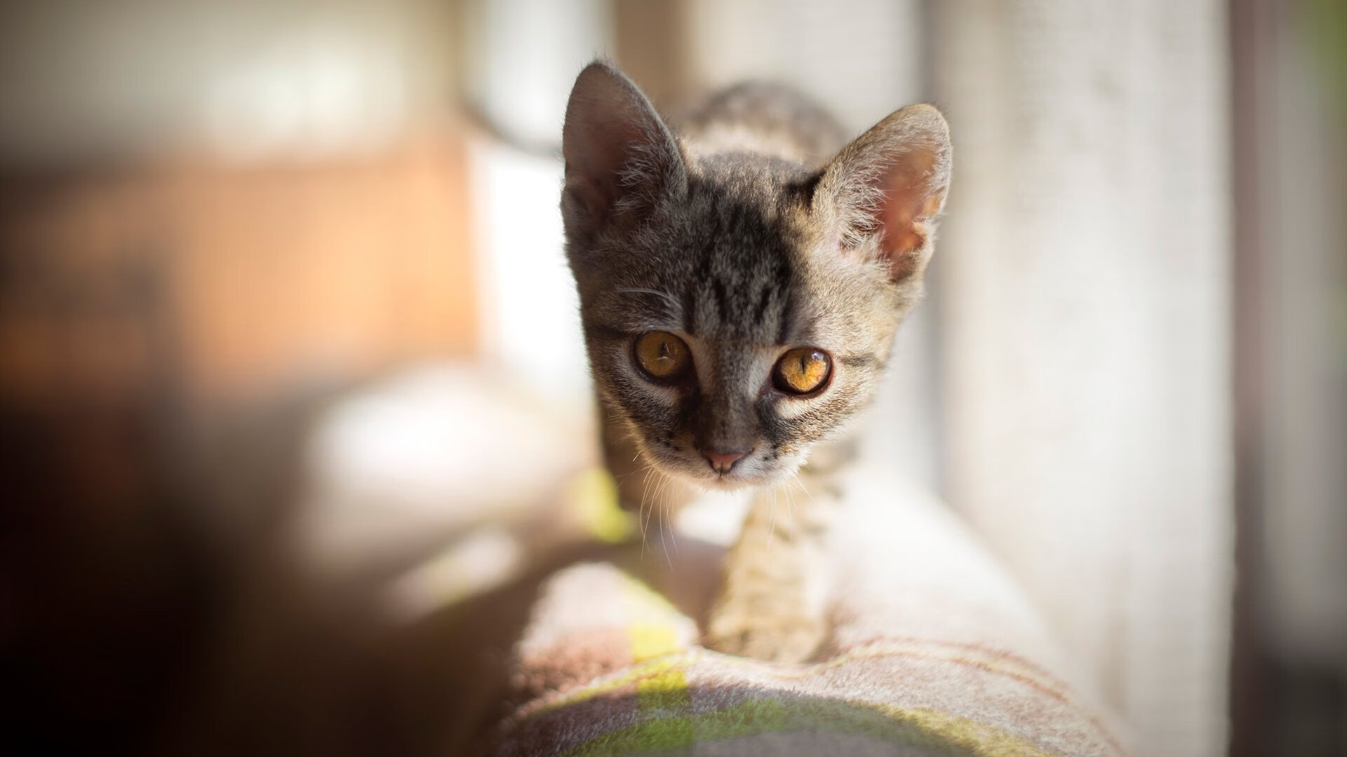 王皓一肩扛起法兰西脊梁,高卢雄鸡碾压三狮军团