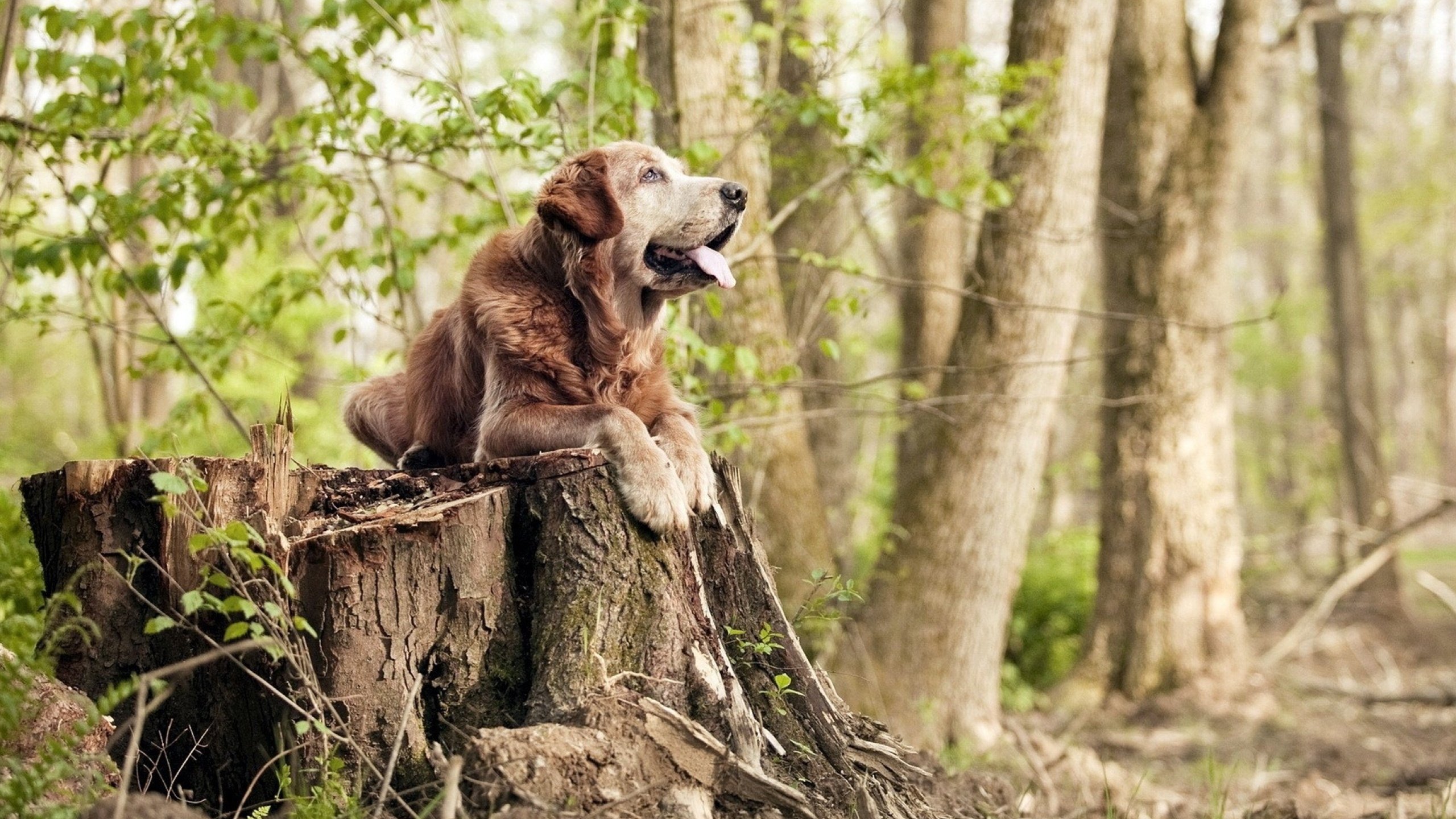 终点线前的毫米之争，勒克莱尔高光难掩迈凯伦与威廉姆斯的极限缠斗