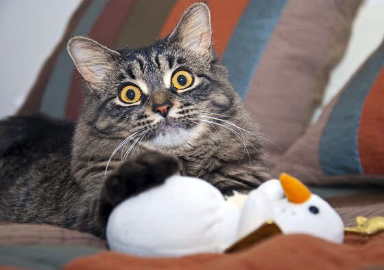 东方利刃出鞘,西方铁骑破阵,全球体育风暴中的亚洲坚韧与欧洲统治