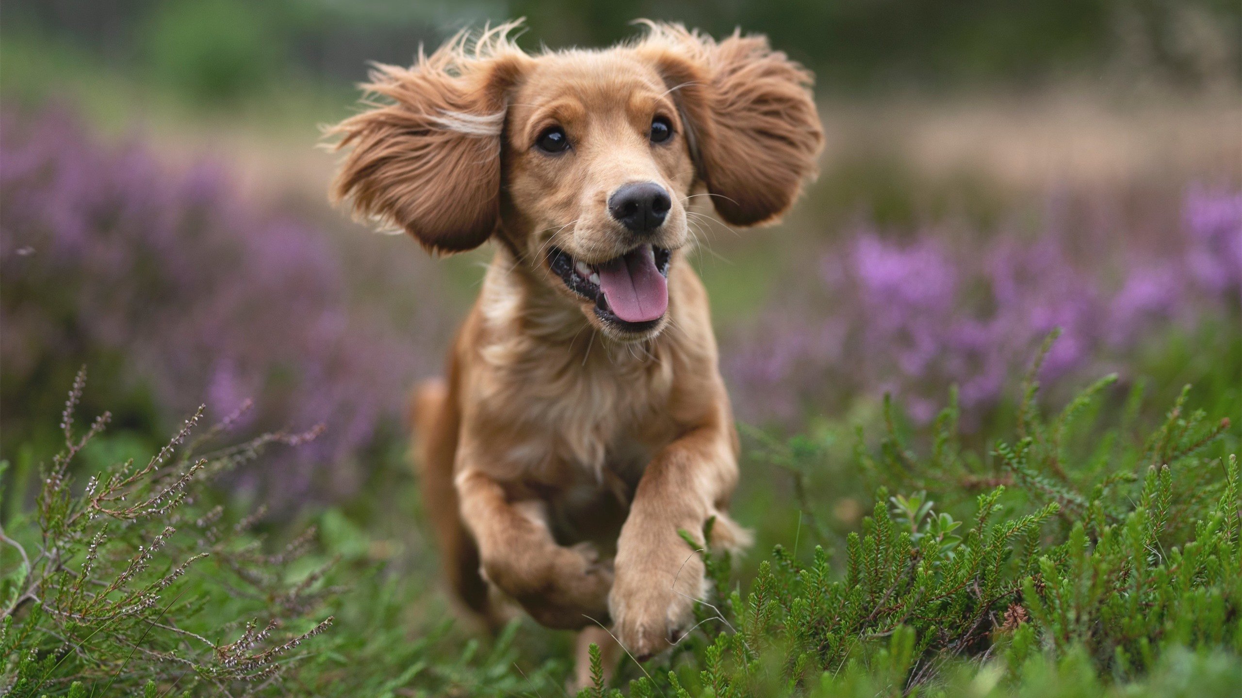 萨拉赫的魔术，当埃及法老主宰了巴西与丹麦的战场