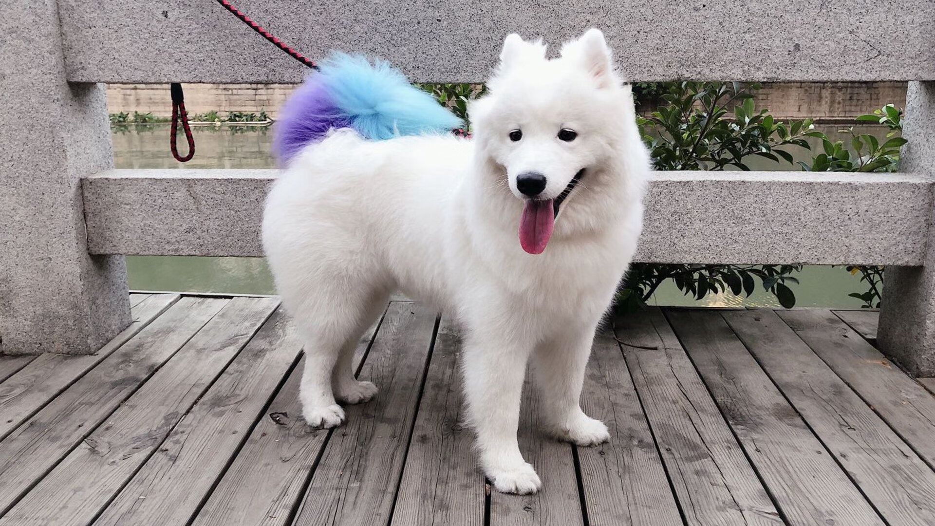 蒙扎的回响,当红色军团驶入新纪元,孤勇者擎起另一片天空