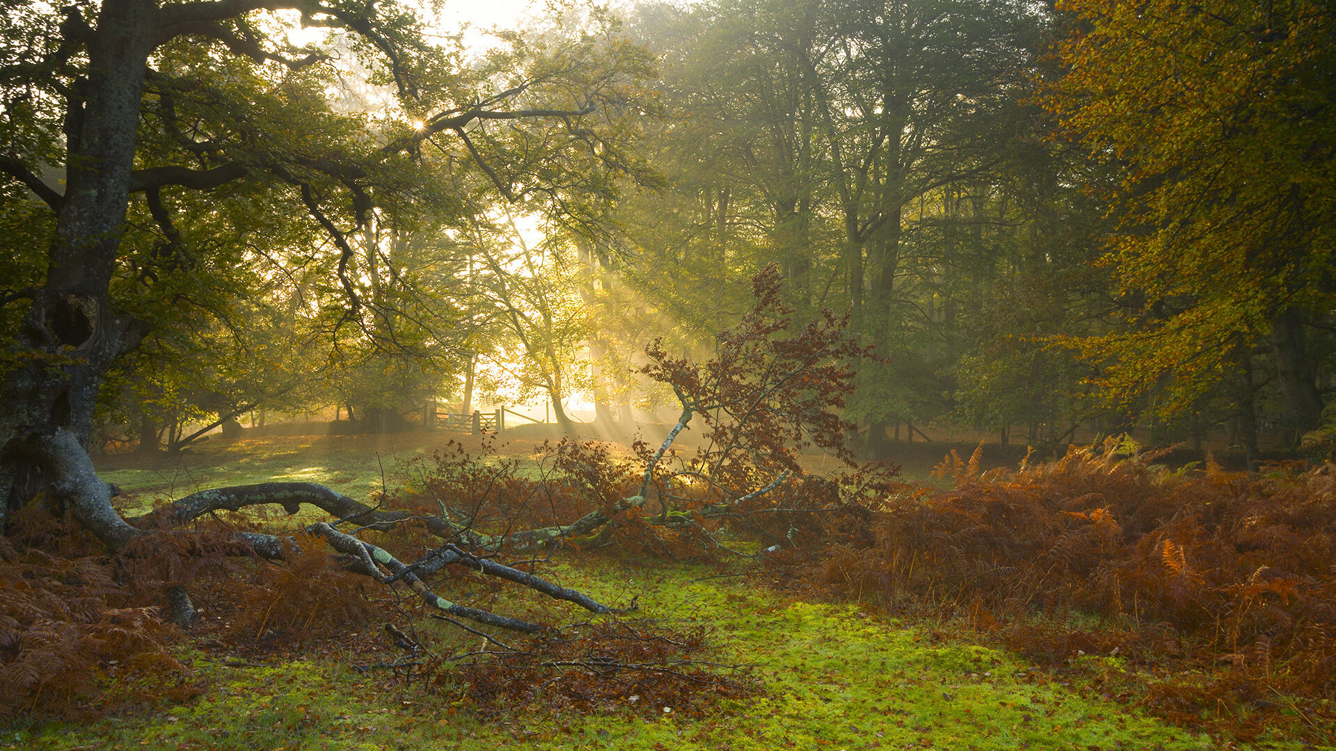 王牌绝杀,阿斯顿马丁史诗逆转哈斯,拉塞尔一骑绝尘刷新历史纪录