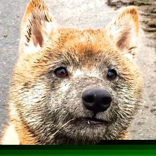 历史性突破,从拉沃尔杯的逆转烽火到ATP总决赛的加冕之路—梅德韦杰夫的火热周期