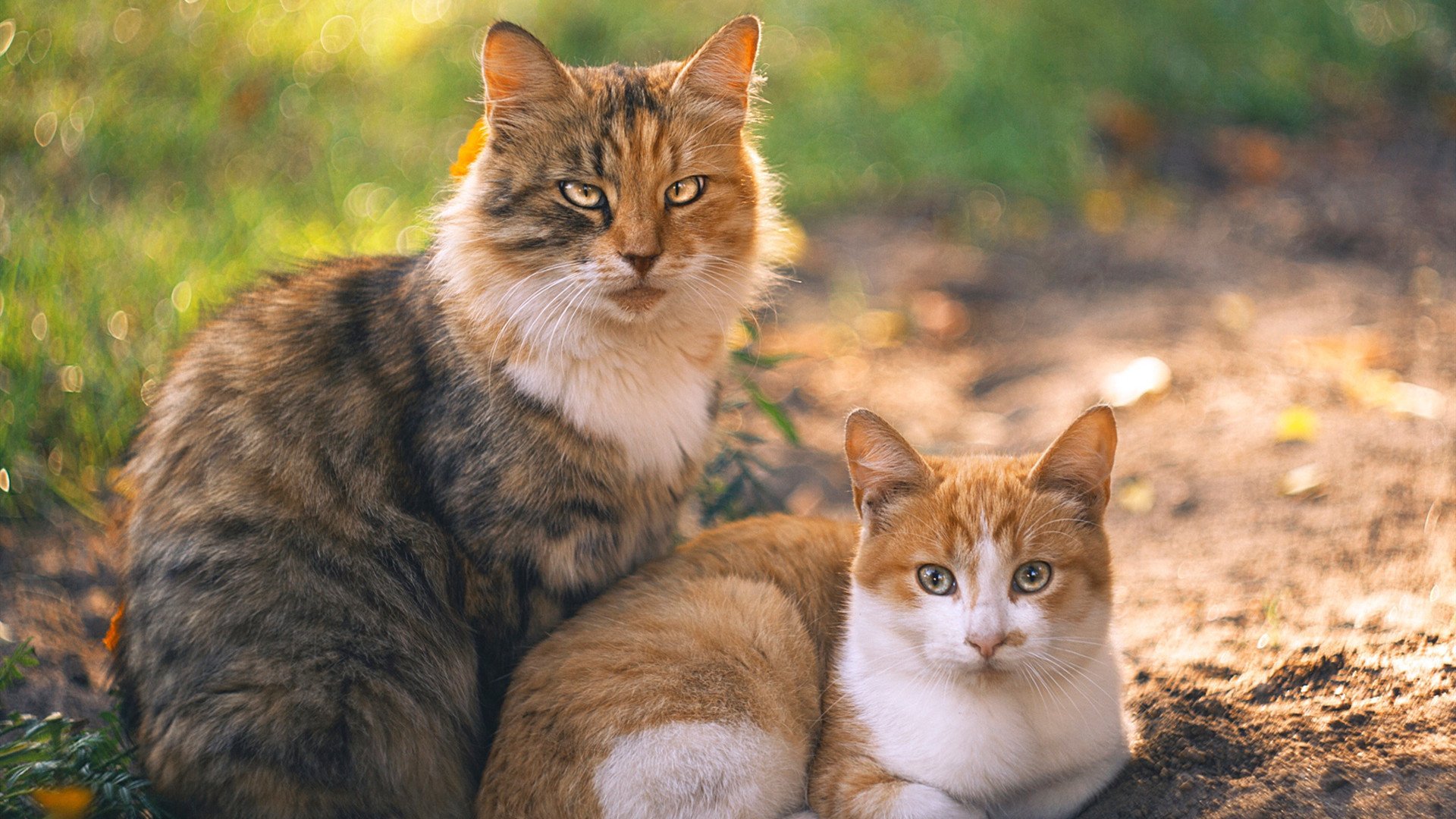 速度与绝杀，F1揭幕战与马刺魔术之战的激情交响