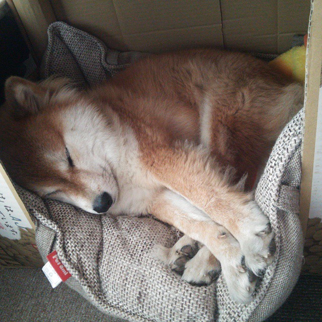 主宰时刻,从浙江队一波流到布伦森生死接管