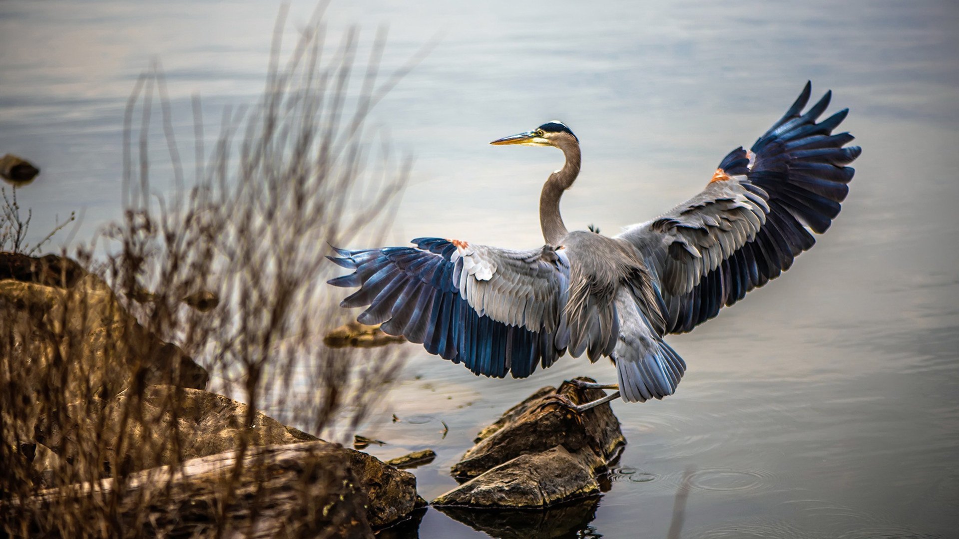 罗德里打爆加拿大，却被加拿大击败
