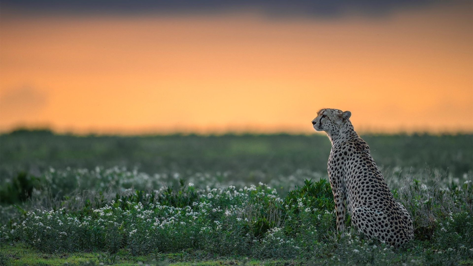 极速与坚盾，当F1引擎轰鸣遇见南美足球风暴