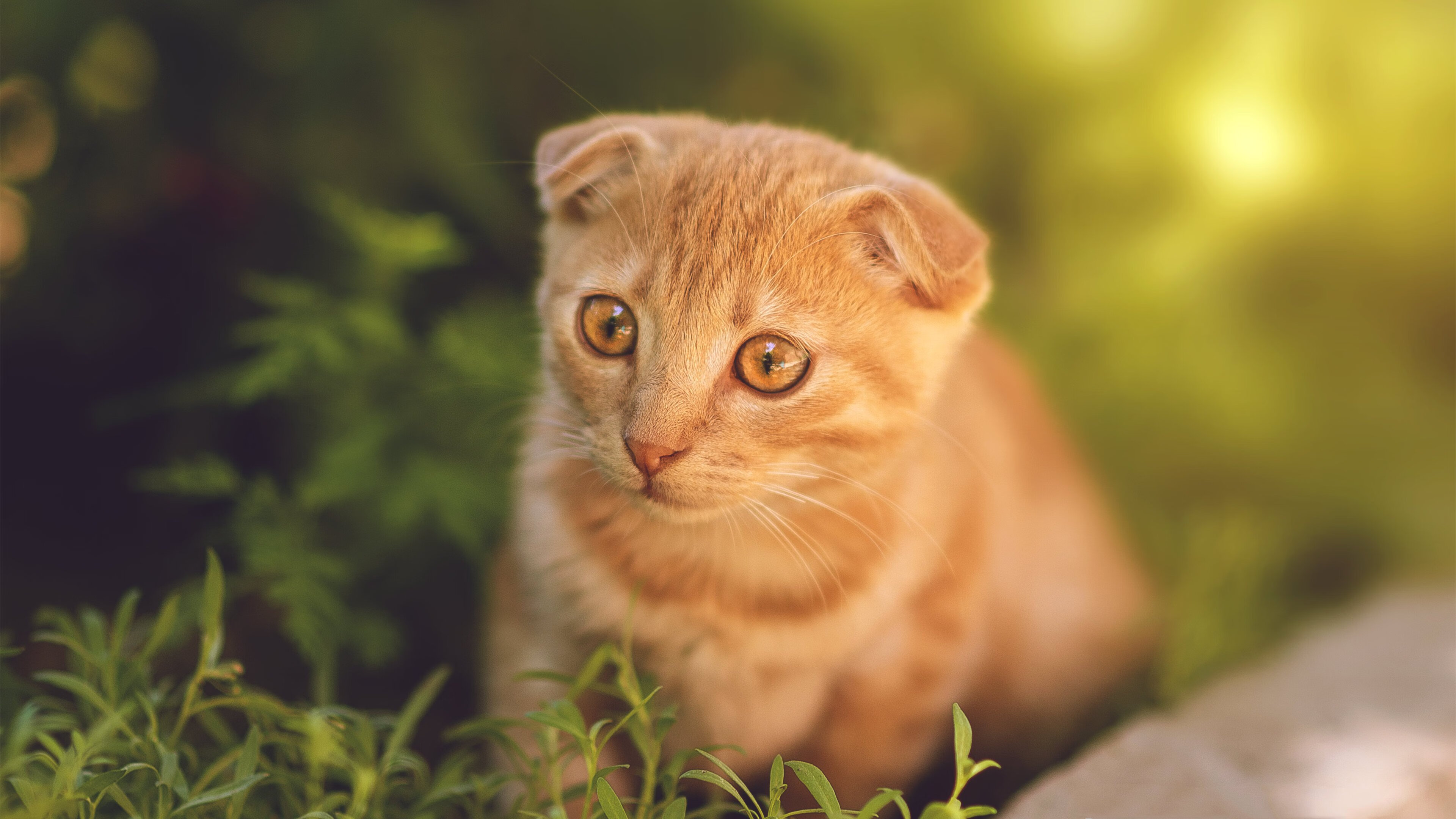 压制的艺术,瑞典连续得分闪耀加纳,布雷默化身胜负关键先生