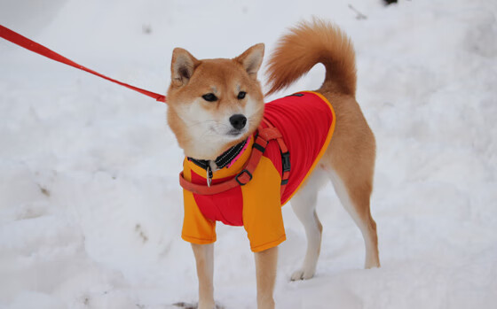 凯恩的孤独王座,当英格兰战车碾过尼日利亚的绿翼