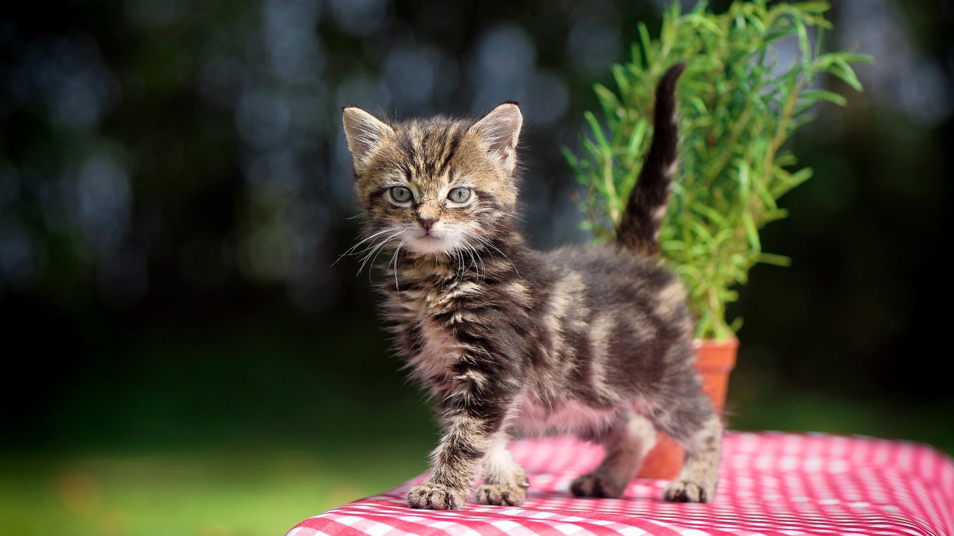 NBA总决赛之夜，暴烈与沉静，切特持续制造杀伤的篮球辩证法
