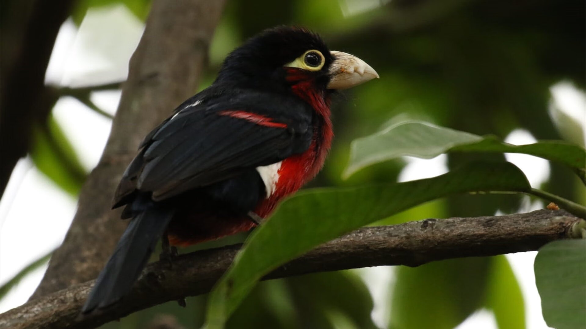 独行侠之刺，保罗一记三分终结悬念