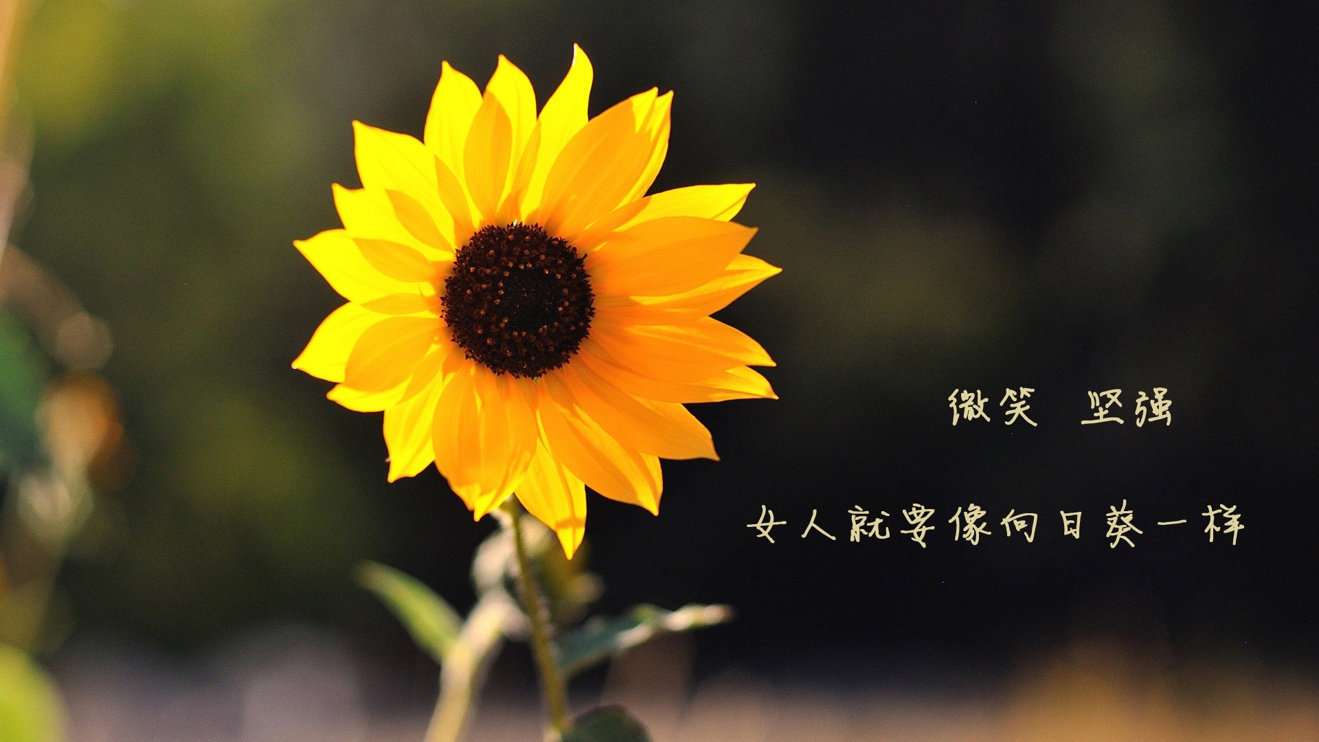 暗夜、数字与不朽，当卡拉斯科在排名战的刀锋上刻下星光