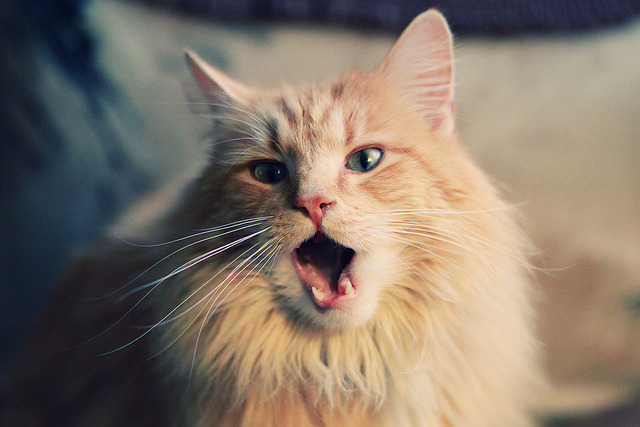 非洲之狮的咆哮，奥利维耶冠军级表现引领突尼斯力克日本